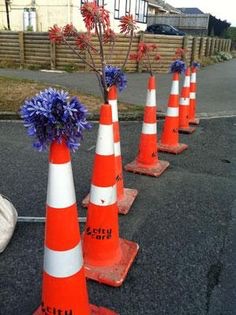A Christchurch tribute: agapanthus in traffic cones line the streets each year