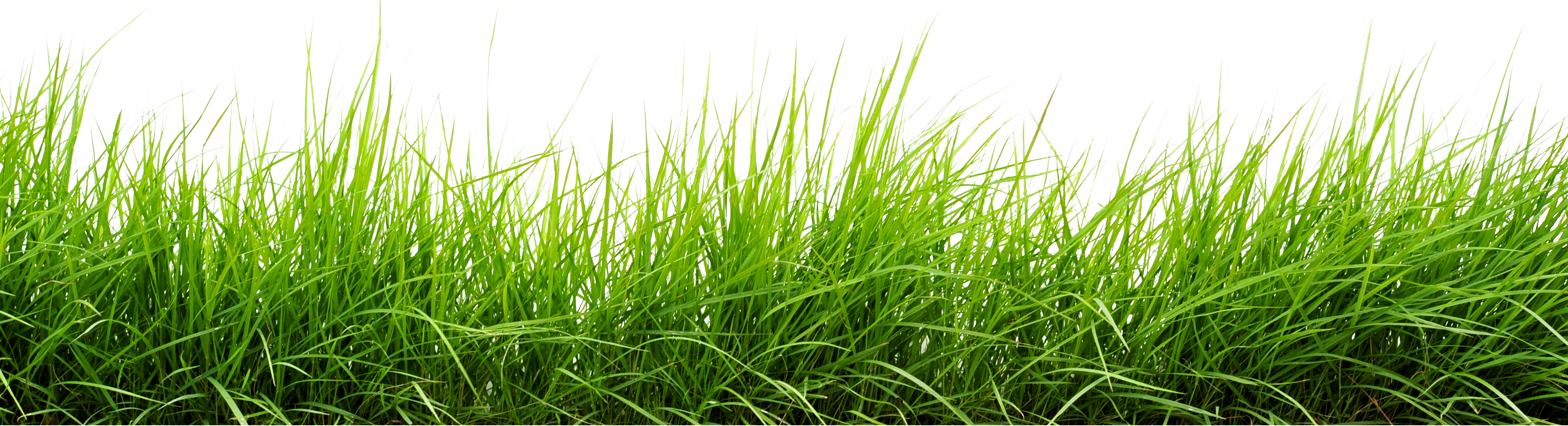 Grass.png